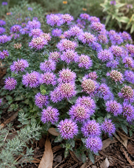 Monardella villosa | Coyote Mint | Annie's Annuals Annie's Annuals Annie's Annuals and Perennials