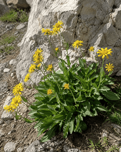 Arnica chamissonis | Meadow Arnica