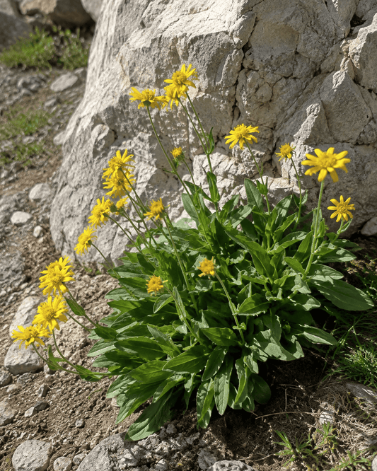 Arnica chamissonis | Meadow Arnica | Annie's Annuals Annie's Annuals Annie's Annuals and Perennials