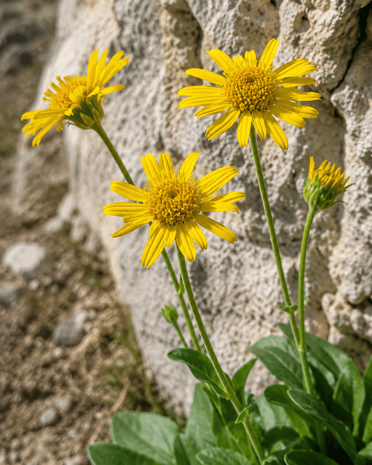 Arnica chamissonis | Meadow Arnica | Annie