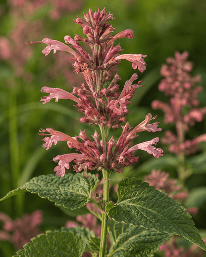 Agastache - Guava Lava