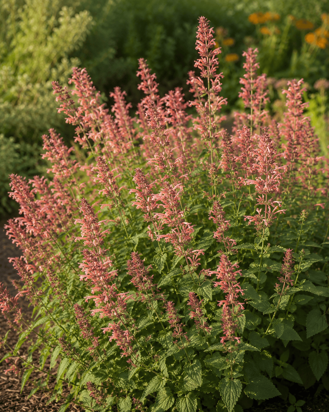 Agastache - Guava Lava