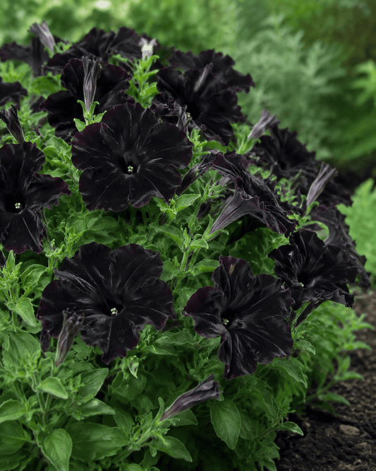 Petunia 'Black Magic' | Black Petunia