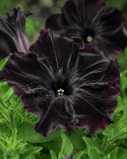 Petunia - Black Magic