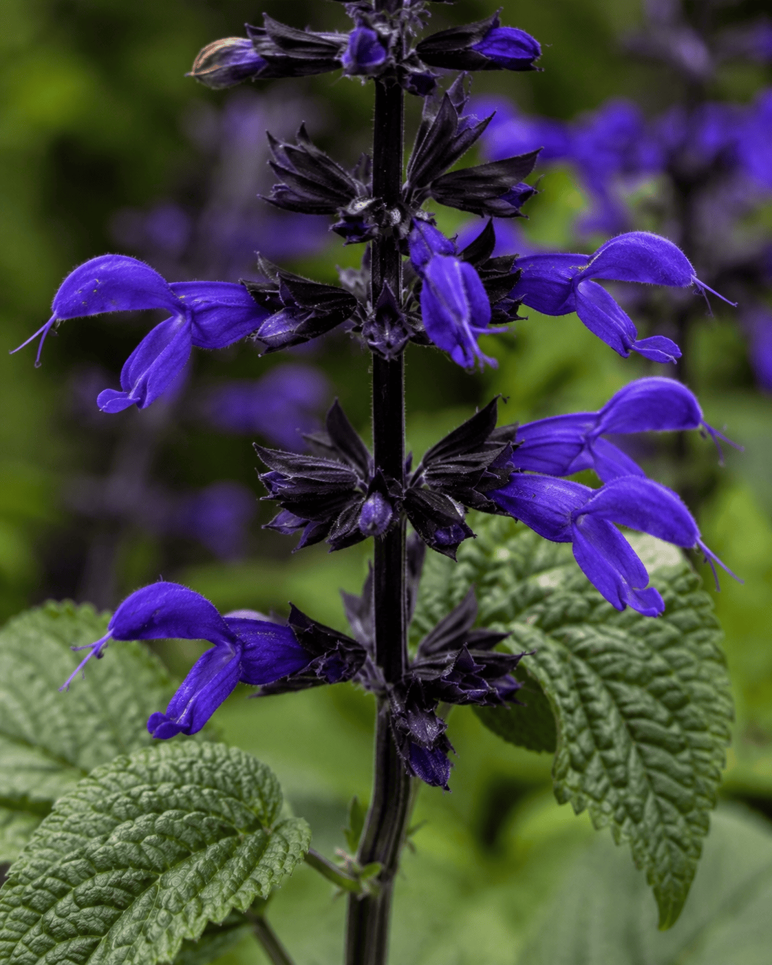 Salvia guaranitica 'Black and Bloom' | Anise Sage | Annie's Annuals Annie's Annuals Annie's Annuals and Perennials