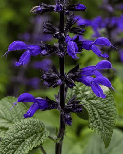Salvia guaranitica 'Black and Bloom' | Anise Sage | Annie's Annuals Annie's Annuals Annie's Annuals and Perennials