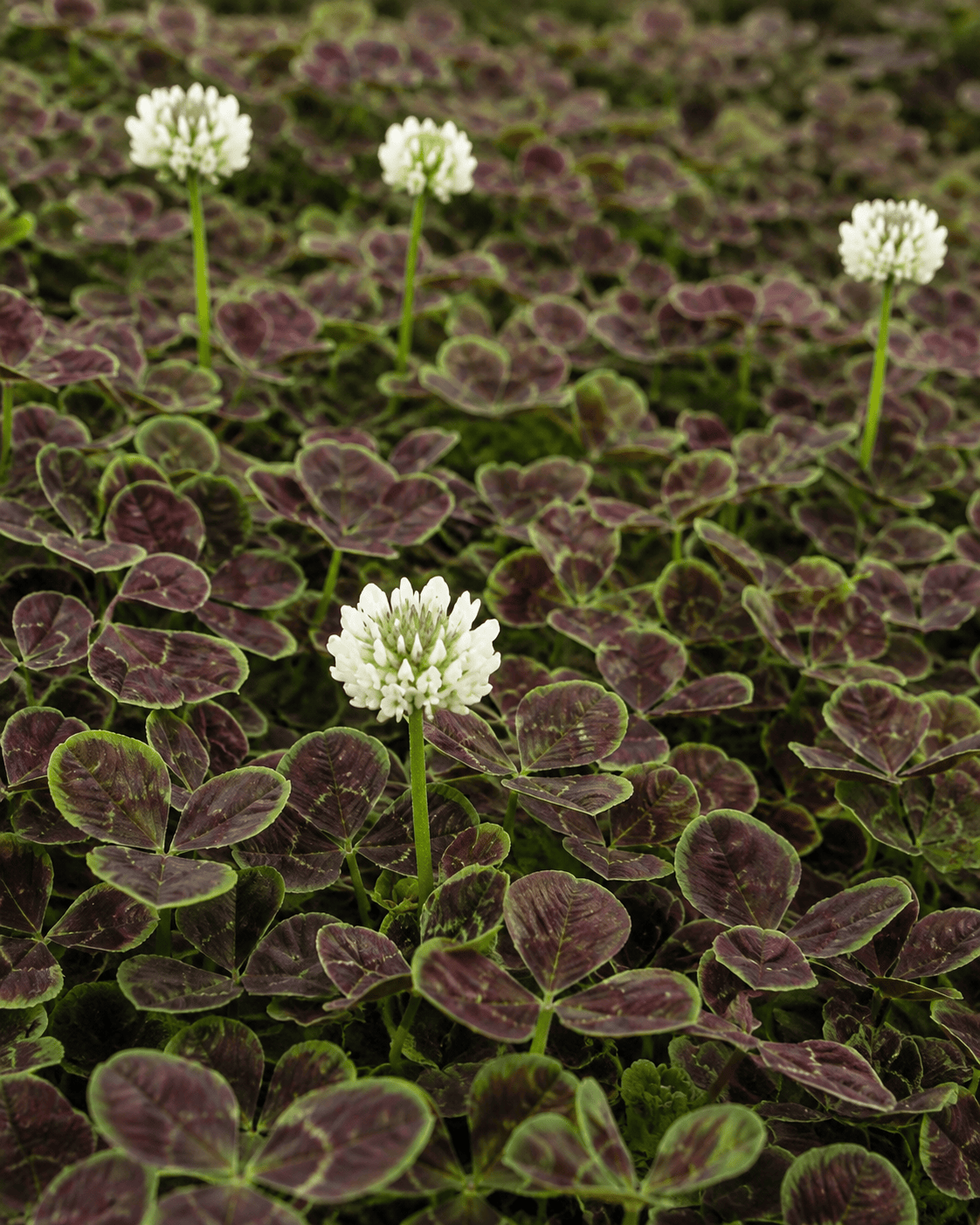 Trifolium repens 'Atropurpureum' | Purple Clover | Annie's Annuals Annie's Annuals Annie's Annuals and Perennials