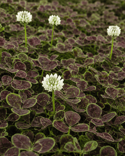 Trifolium repens 'Atropurpureum' | Purple Clover | Annie's Annuals Annie's Annuals Annie's Annuals and Perennials