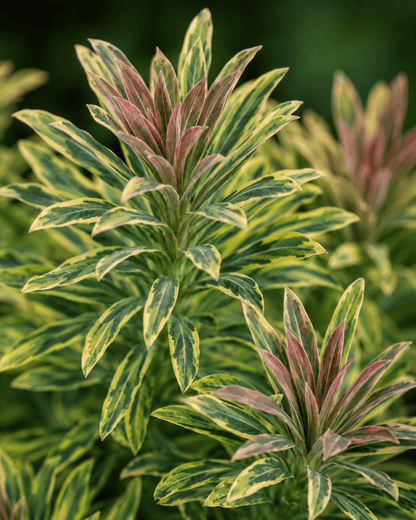 Euphorbia 'Ascot Rainbow' | Variegated Spurge | Annie's Annuals Annie's Annuals Annie's Annuals and Perennials