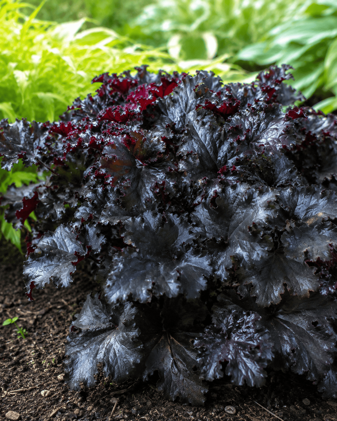 Heuchera 'Black Taffeta' | Black Coral Bells | Annie's Annuals Annie's Annuals Annie's Annuals and Perennials
