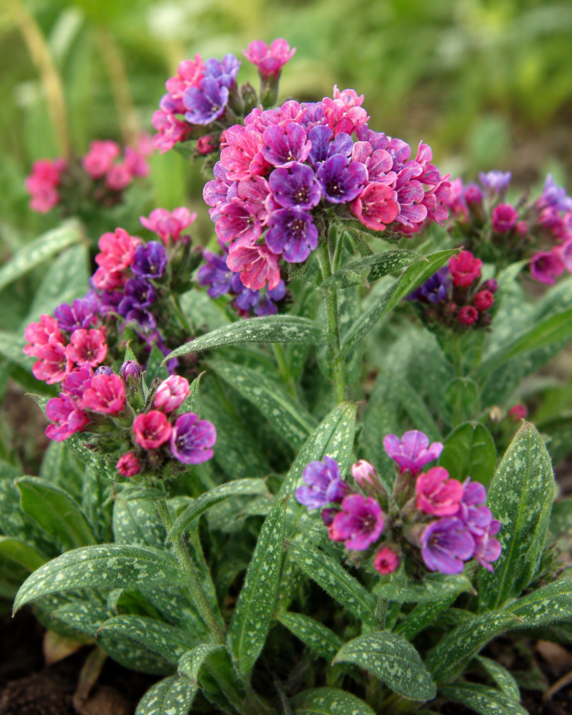 Pulmonaria 'Raspberry Splash' | Lungwort | Annie's Annuals Annie's Annuals Annie's Annuals and Perennials