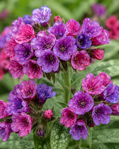 Pulmonaria 'Raspberry Splash' | Lungwort | Annie's Annuals Annie's Annuals Annie's Annuals and Perennials