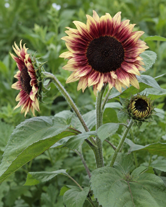 Helianthus annuus 'Ruby Eclipse' | Bicolor Sunflower Annie's Annuals Annie's Annuals and Perennials