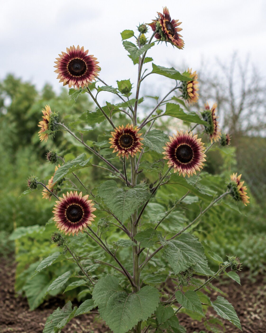 Helianthus annuus 'Ruby Eclipse' | Bicolor Sunflower Annie's Annuals Annie's Annuals and Perennials