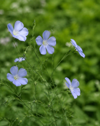 Viscaria oculata 'Blue Pearl' | German Catchfly Annie's Annuals Annie's Annuals and Perennials