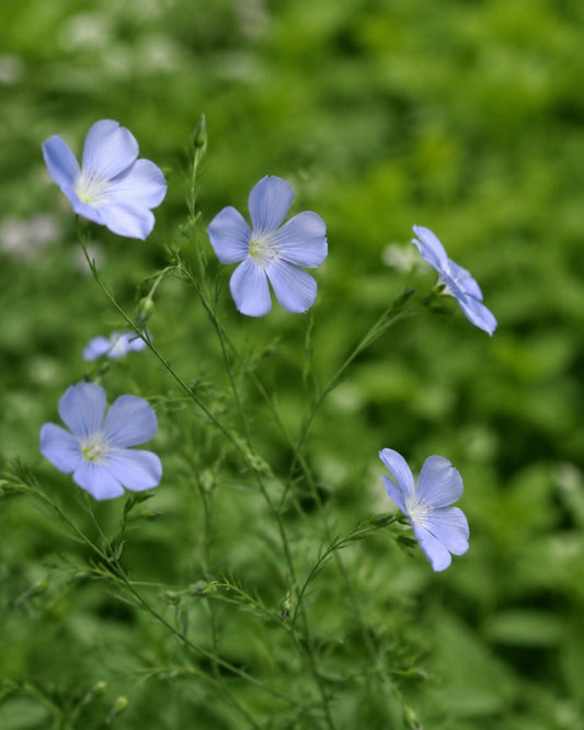 Viscaria oculata 'Blue Pearl' | German Catchfly Annie's Annuals Annie's Annuals and Perennials