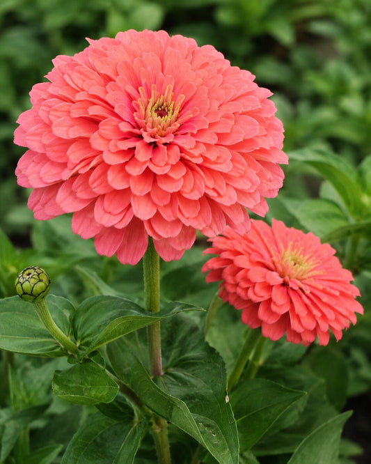 Zinnia elegans 'Benary's Giant Coral' | Annie's Annuals Annie's Annuals Annie's Annuals and Perennials