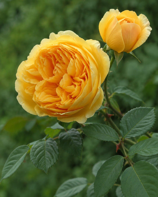 Rosa 'Golden Celebration' | English Shrub Rose Annie's Annuals Annie's Annuals and Perennials
