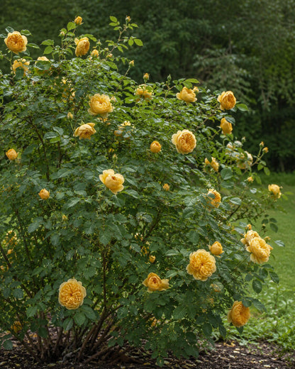 Rosa 'Golden Celebration' | English Shrub Rose Annie's Annuals Annie's Annuals and Perennials