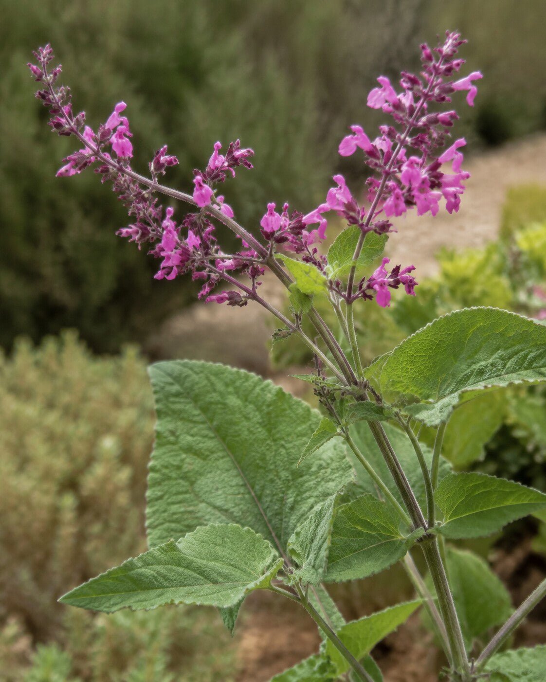 Lepechinia hastata | Pitcher Sage Annie's Annuals Annie's Annuals and Perennials