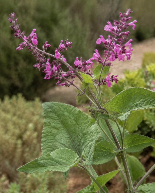 Lepechinia hastata | Pitcher Sage Annie's Annuals Annie's Annuals and Perennials