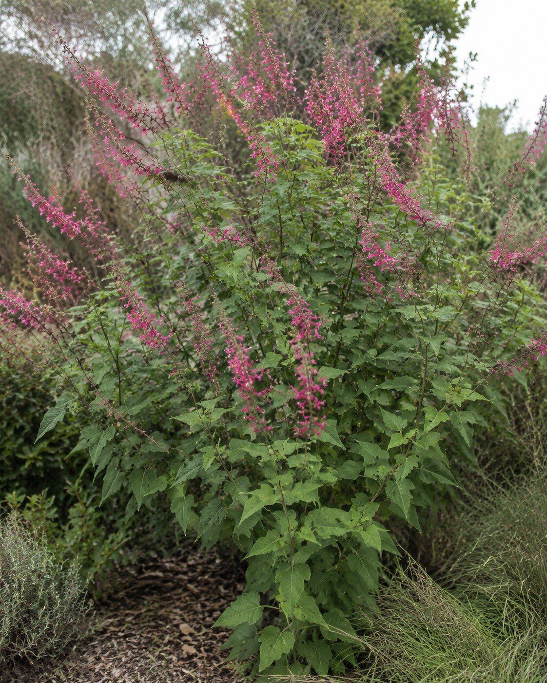 Lepechinia hastata | Pitcher Sage Annie's Annuals Annie's Annuals and Perennials