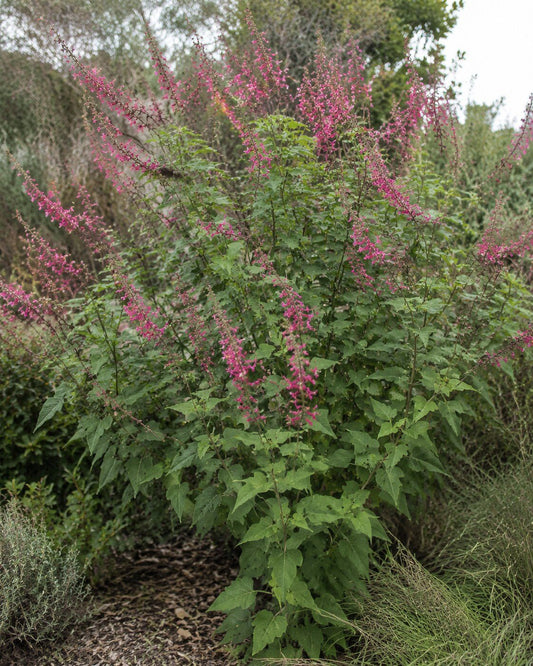 Lepechinia hastata | Pitcher Sage Annie