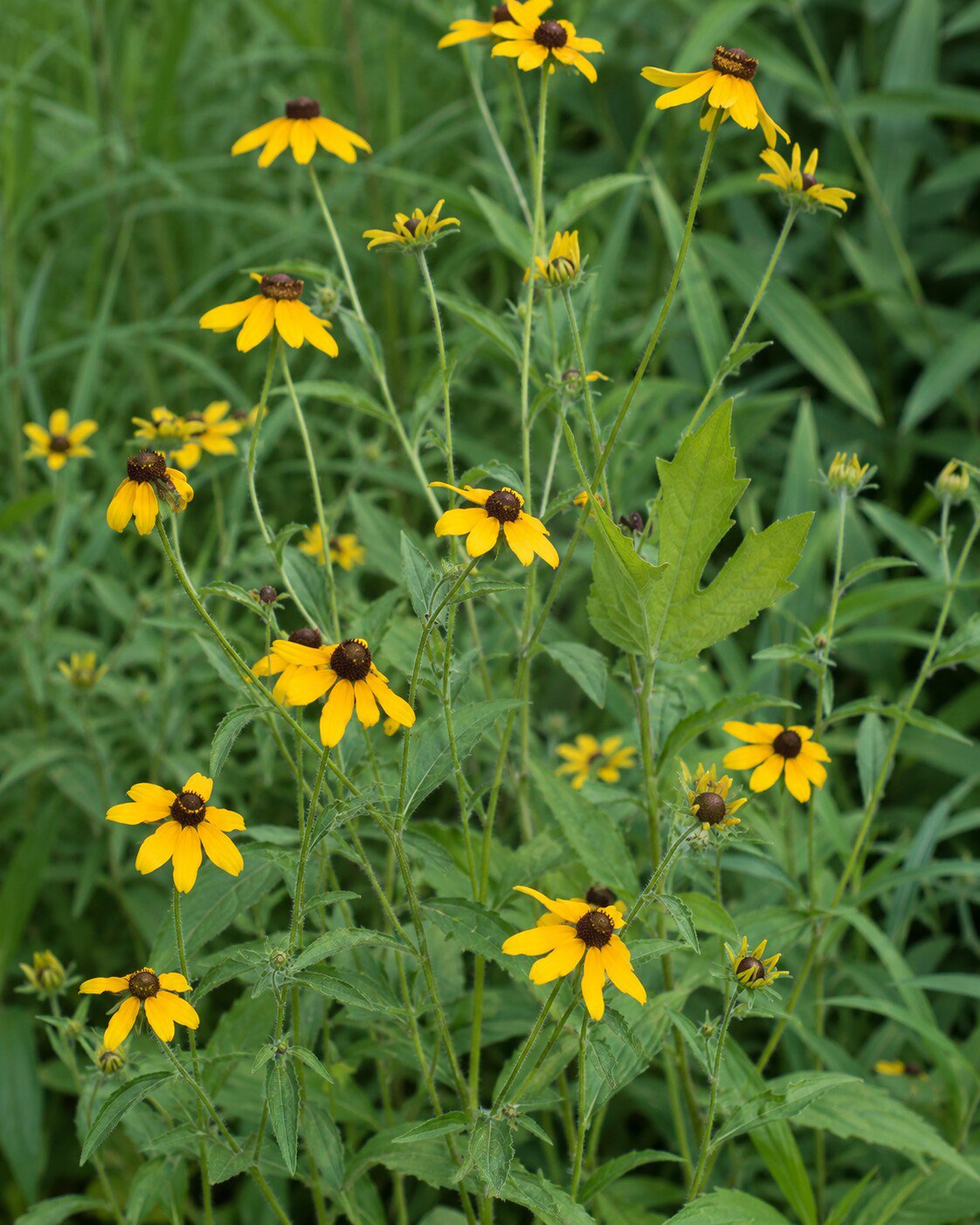 Rudbeckia triloba small golden flowers with dark brown centers, close view