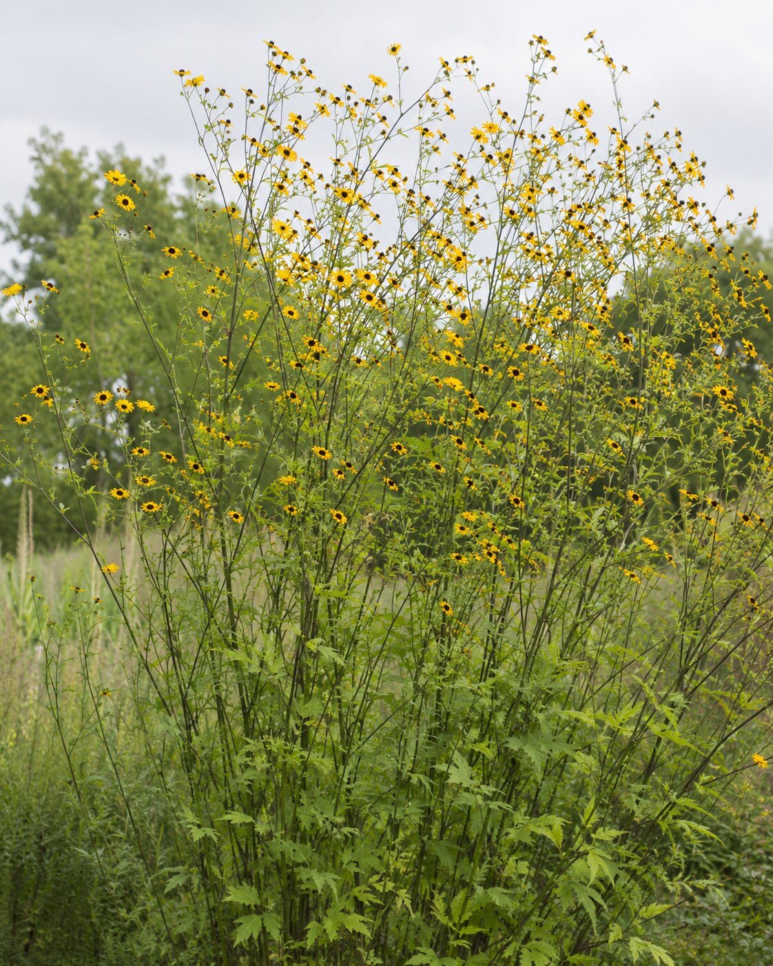 Rudbeckia triloba tall airy brown-eyed Susan plant flowering in a meadow garden