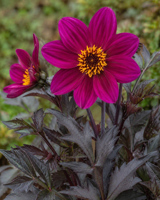 Dahlia 'Mystic Wizard' | Dark-Foliaged Dahlia Annie's Annuals Annie's Annuals and Perennials