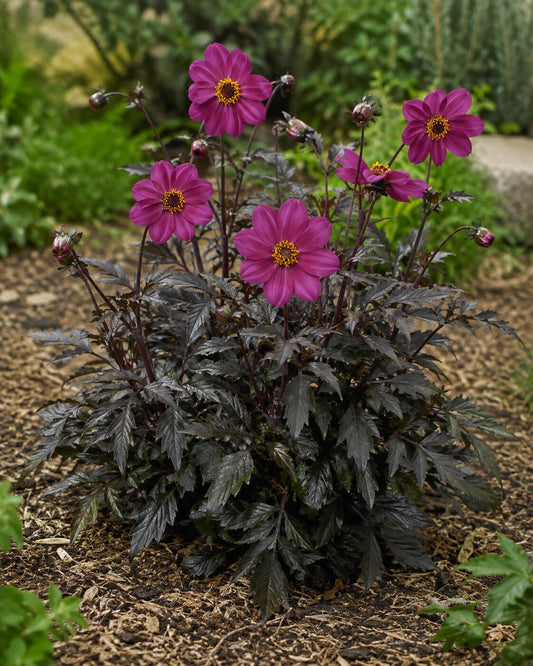 Dahlia 