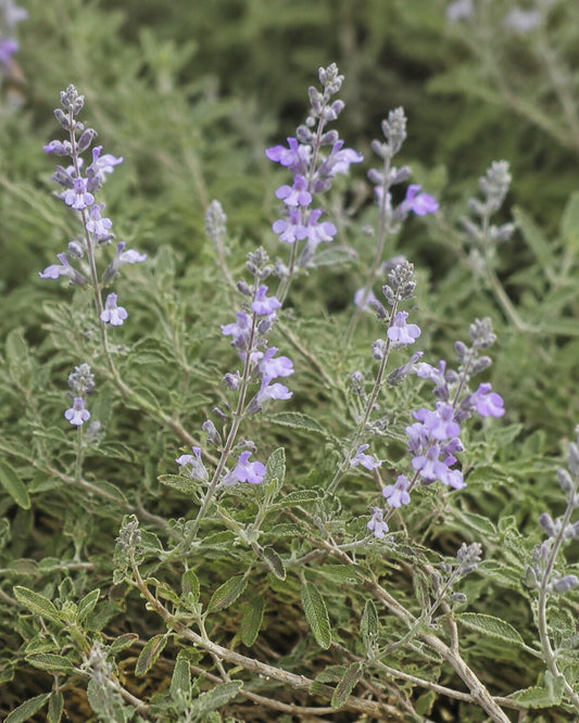 Salvia 'Bee's Bliss' | California Native Sage Annie's Annuals Annie's Annuals and Perennials