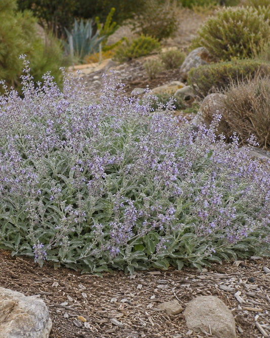 Salvia 