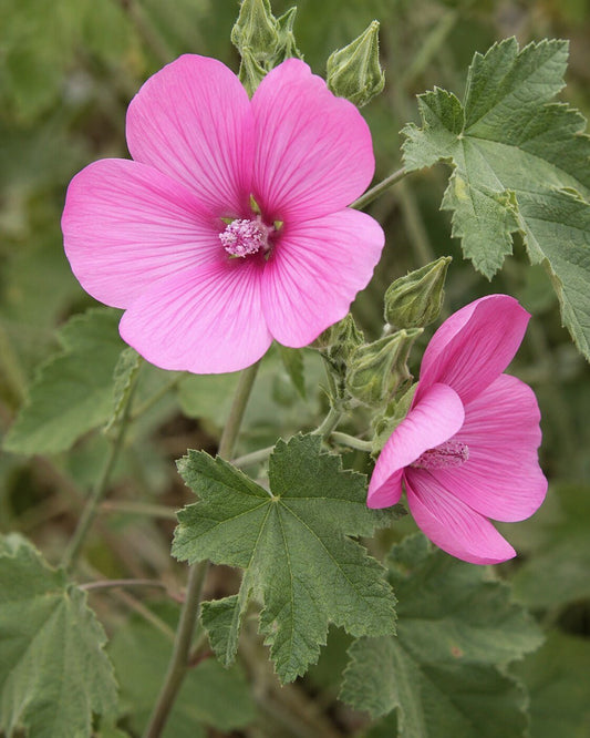 Lavatera assurgentiflora | Island Mallow Annie's Annuals Annie's Annuals and Perennials
