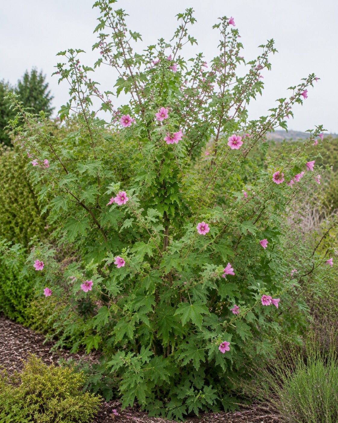 Lavatera assurgentiflora | Island Mallow Annie's Annuals Annie's Annuals and Perennials