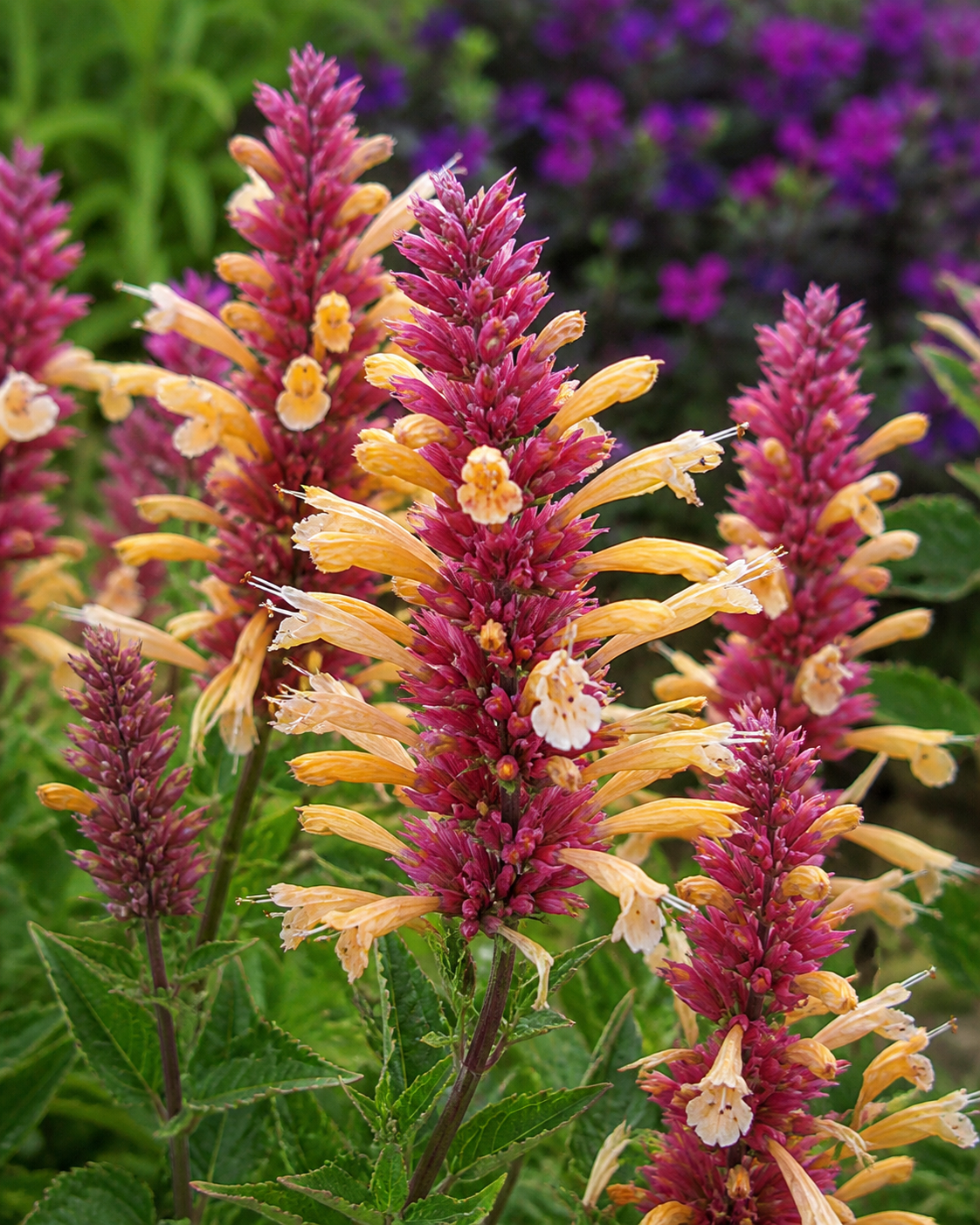 Agastache - Peachie Keen Annie's Annuals Annie's Annuals and Perennials