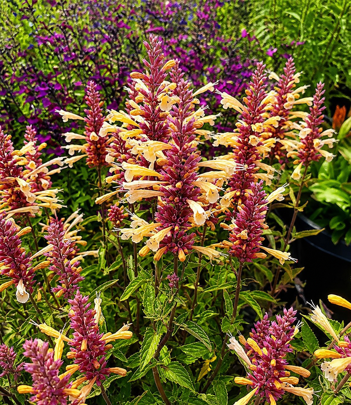 Agastache - Peachie Keen Annie's Annuals Annie's Annuals and Perennials
