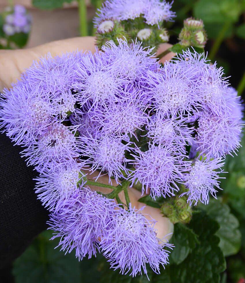 Ageratum houstonianum - Blue Horizon Annie's Annuals Annie's Annuals and Perennials
