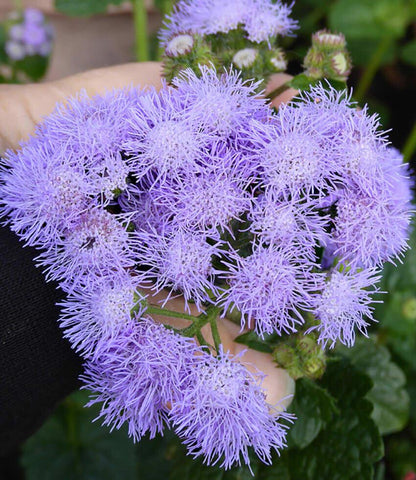 Ageratum houstonianum - Blue Horizon Annie's Annuals Annie's Annuals and Perennials