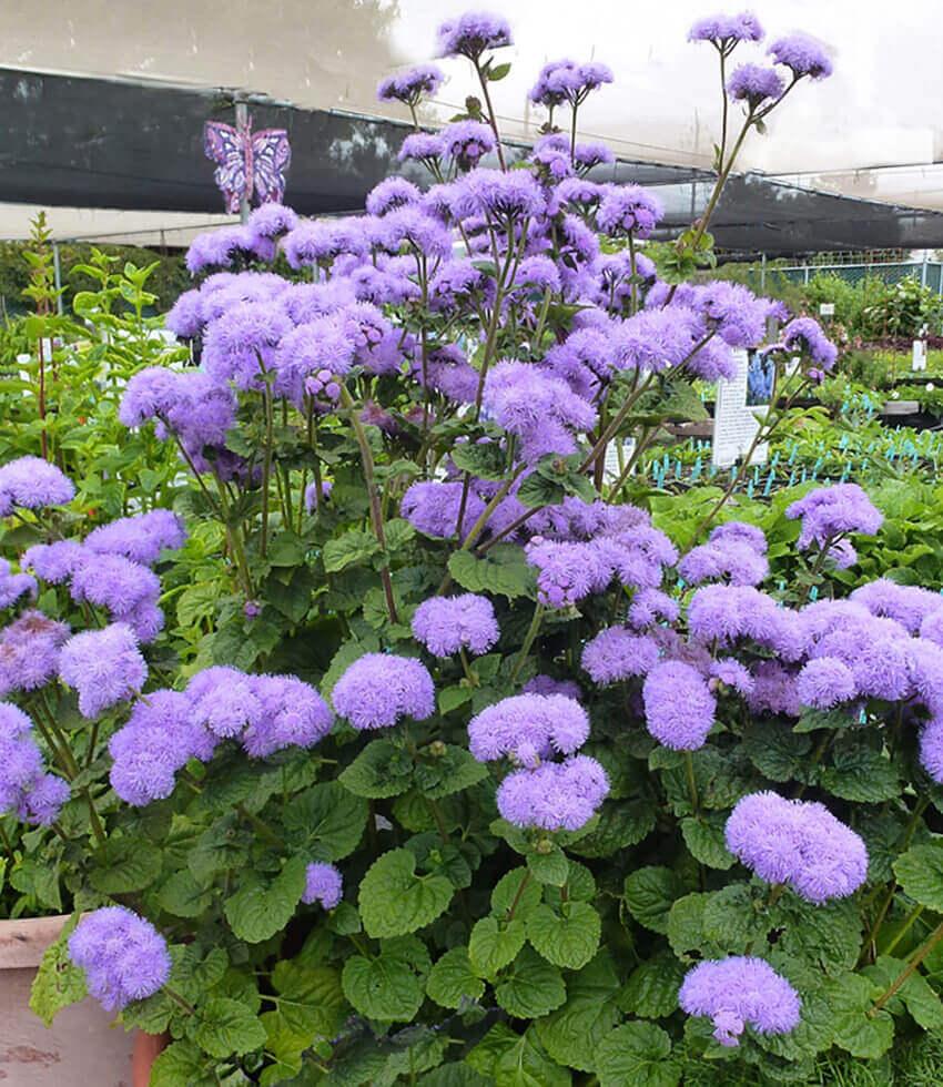Ageratum houstonianum - Blue Horizon Annie's Annuals Annie's Annuals and Perennials