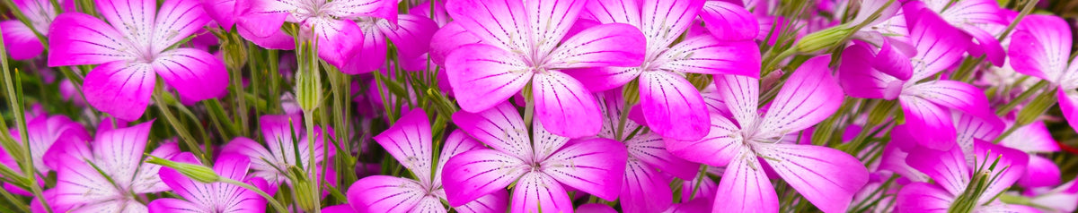 Annuals – Annie's Annuals & Perennials