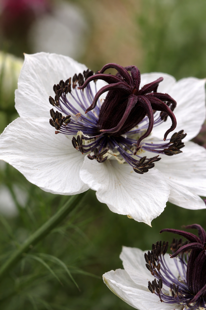 Nigella hispanica - Alabaster Annie's Annuals Annie's Annuals and Perennials
