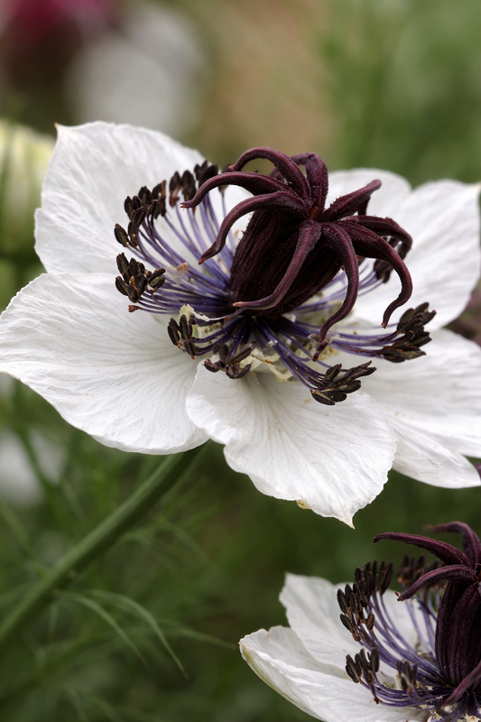 Nigella hispanica - Alabaster Annie's Annuals Annie's Annuals and Perennials
