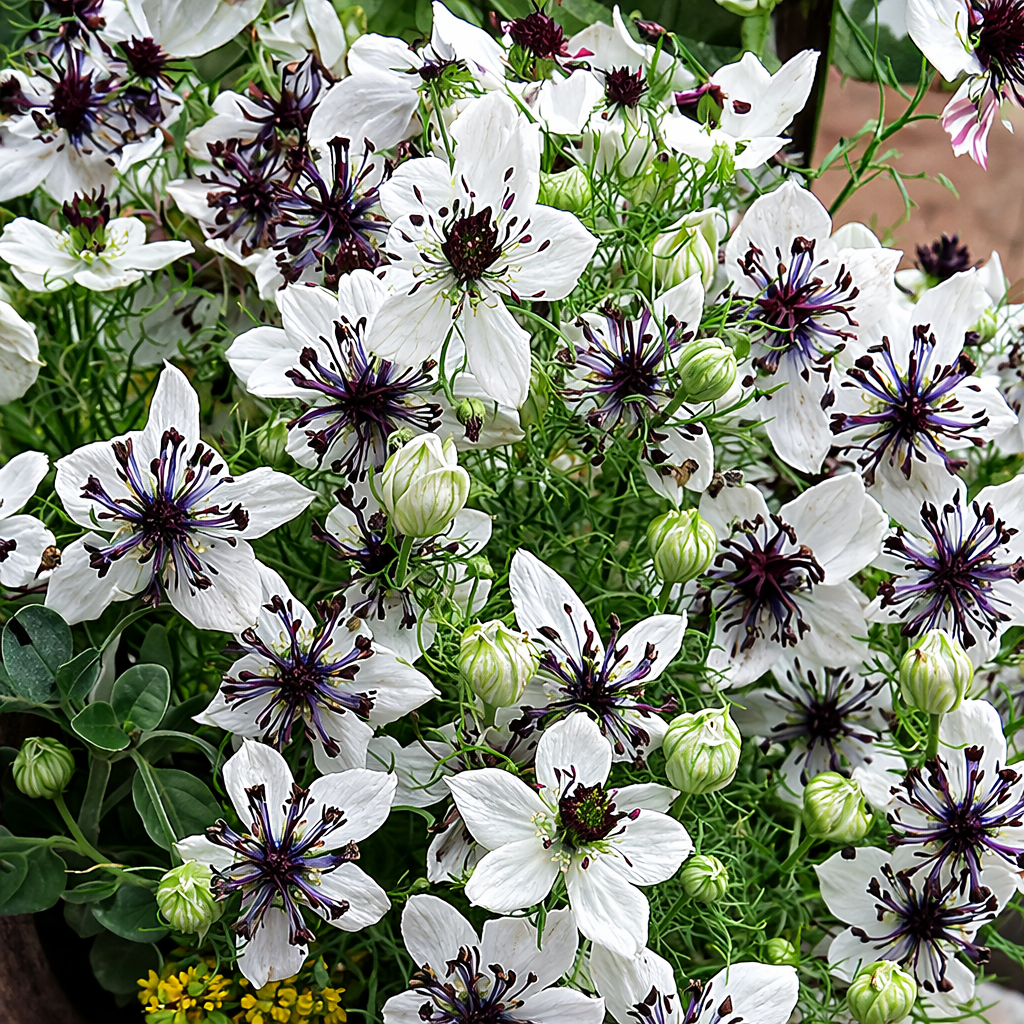Nigella hispanica - Alabaster Annie's Annuals Annie's Annuals and Perennials