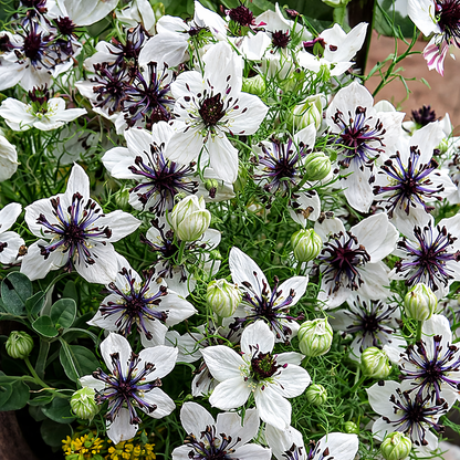 Nigella hispanica - Alabaster Annie's Annuals Annie's Annuals and Perennials