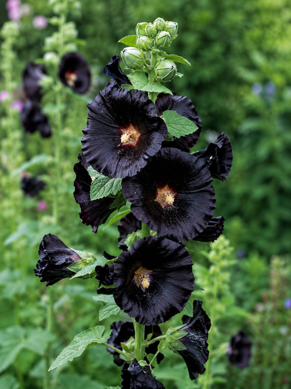 Alcea rosea 'Nigra' | Black Hollyhock Perennial | Annie's Annuals Annie's Annuals Annie's Annuals and Perennials