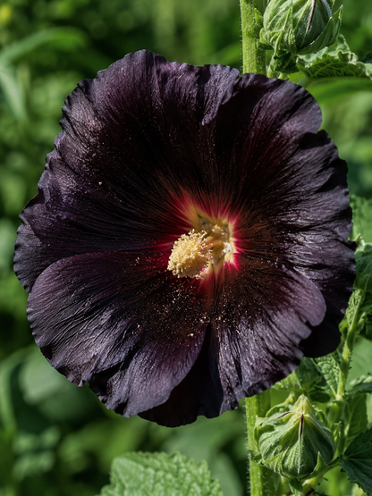 Alcea rosea 'Nigra' | Black Hollyhock Perennial | Annie's Annuals Annie's Annuals Annie's Annuals and Perennials