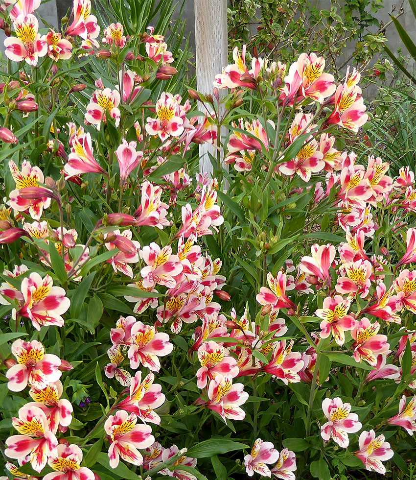 Alstroemeria - Tricolor Annie's Annuals Annie's Annuals and Perennials