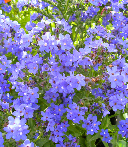 Anchusa capensis - Blue Angel Annie's Annuals Annie's Annuals and Perennials