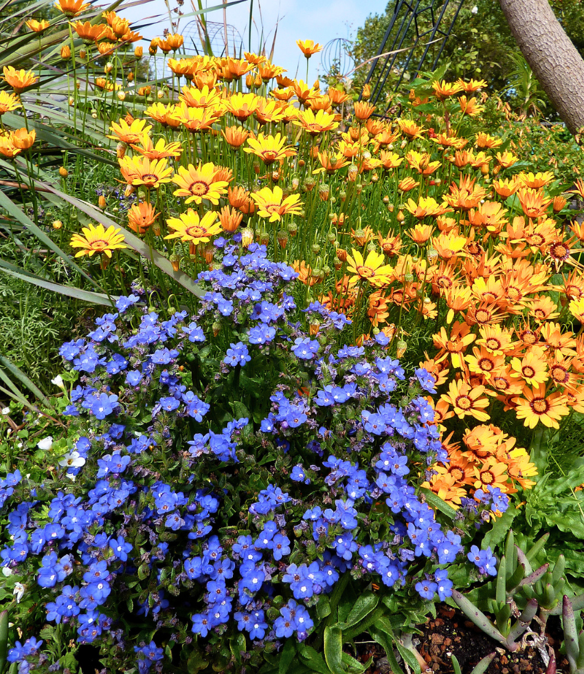 Anchusa capensis - Blue Angel Annie's Annuals Annie's Annuals and Perennials